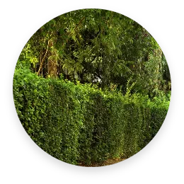 Visual van Metafoor Software voor snippergroen